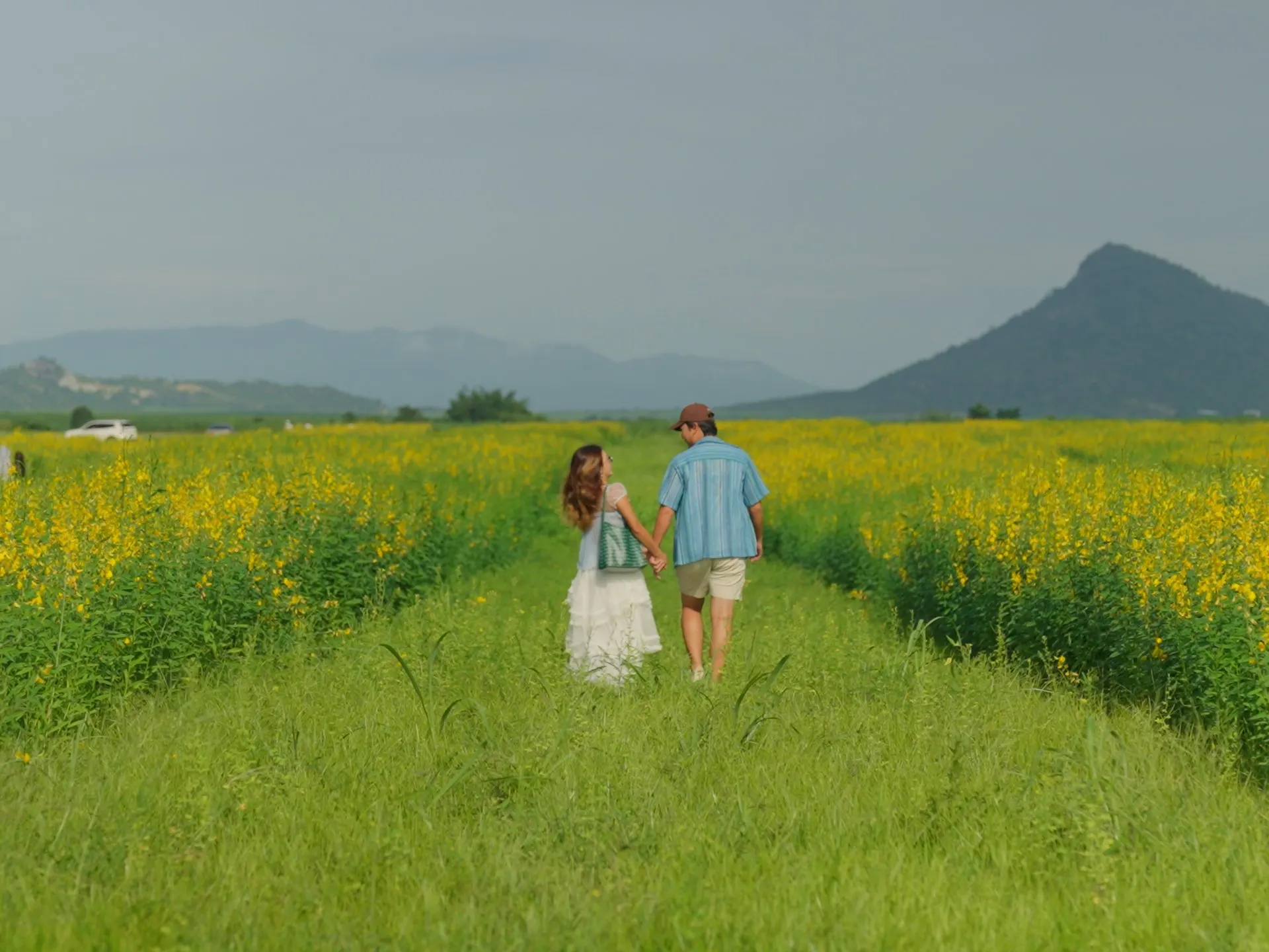 Amleang Yellow Flower Field: A Must-Visit Scenic Spot in Kampong Speu